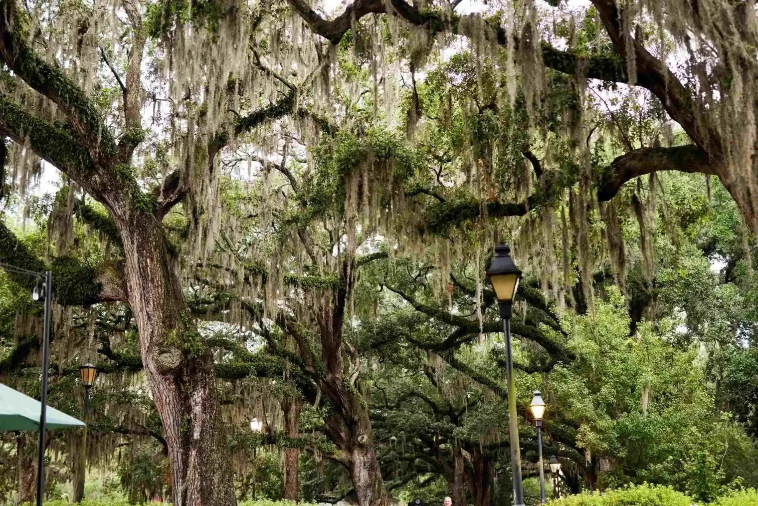 plp-savannah-lifestyle-010-scaled-1