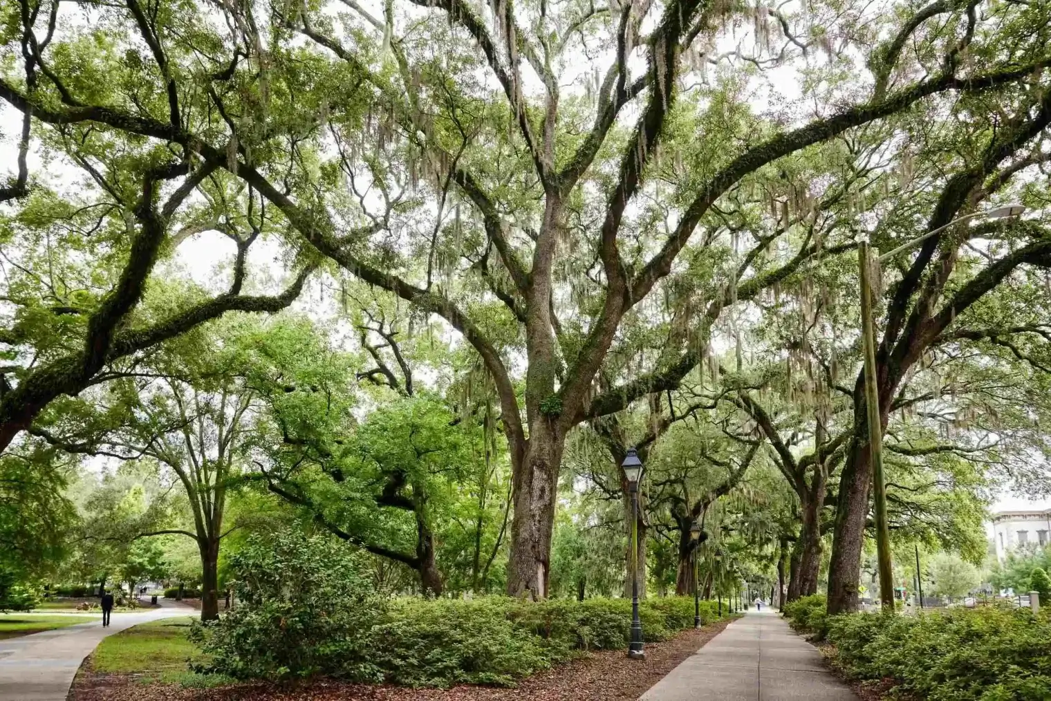 plp-savannah-lifestyle-017-scaled-1