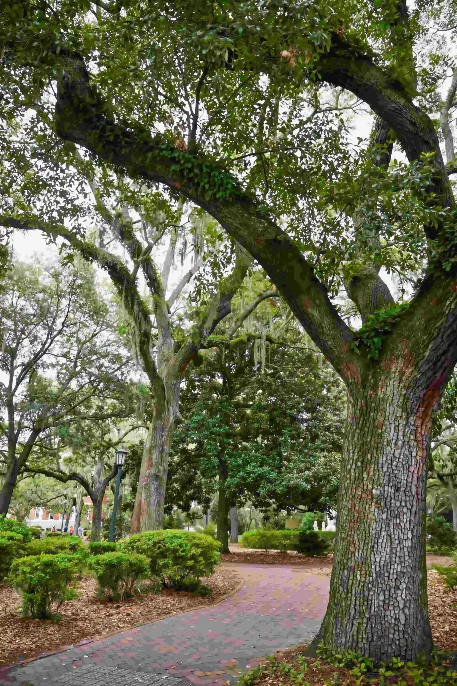 plp-savannah-lifestyle-280-scaled_le_upscale_strong_light_ai_40_color_enhance_30